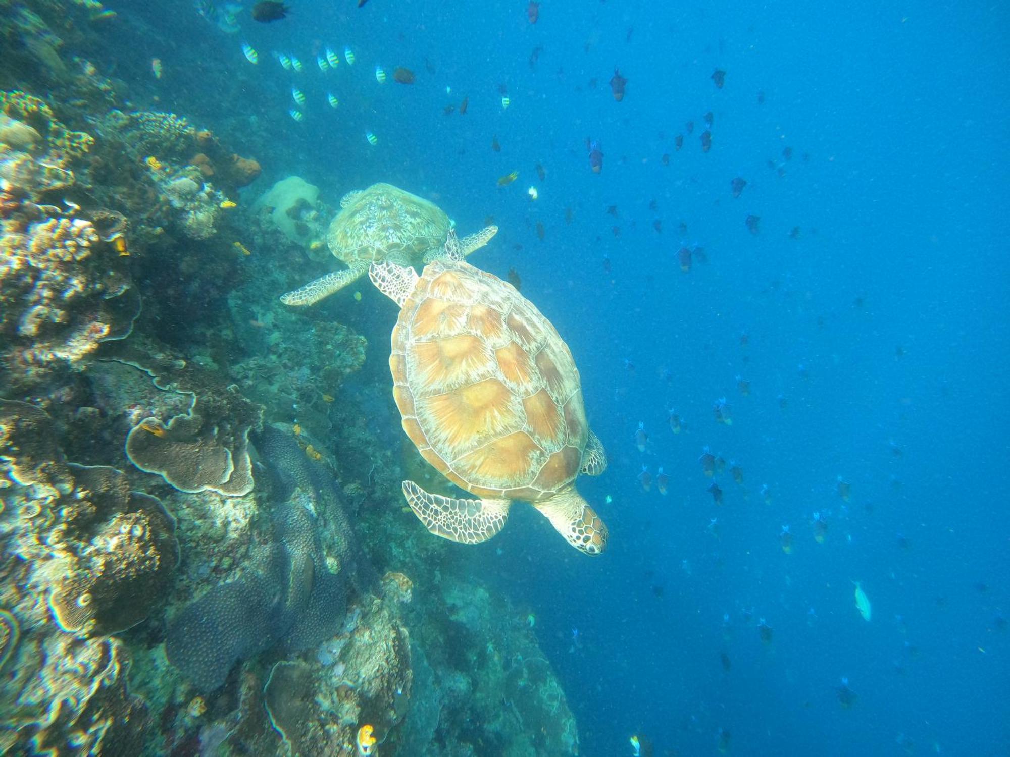 4 Sisters Divers Bunaken Kültér fotó
