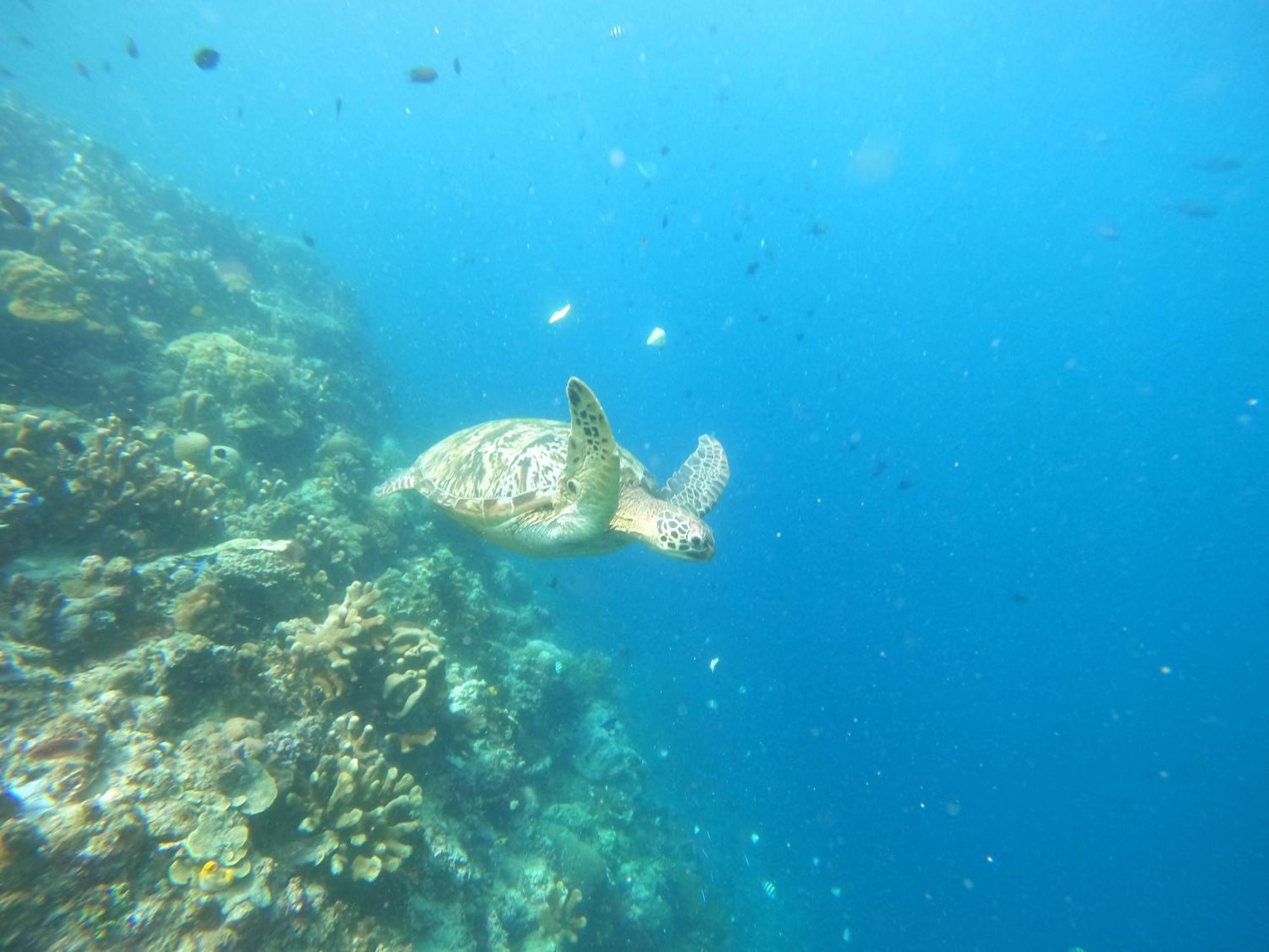 4 Sisters Divers Bunaken Kültér fotó