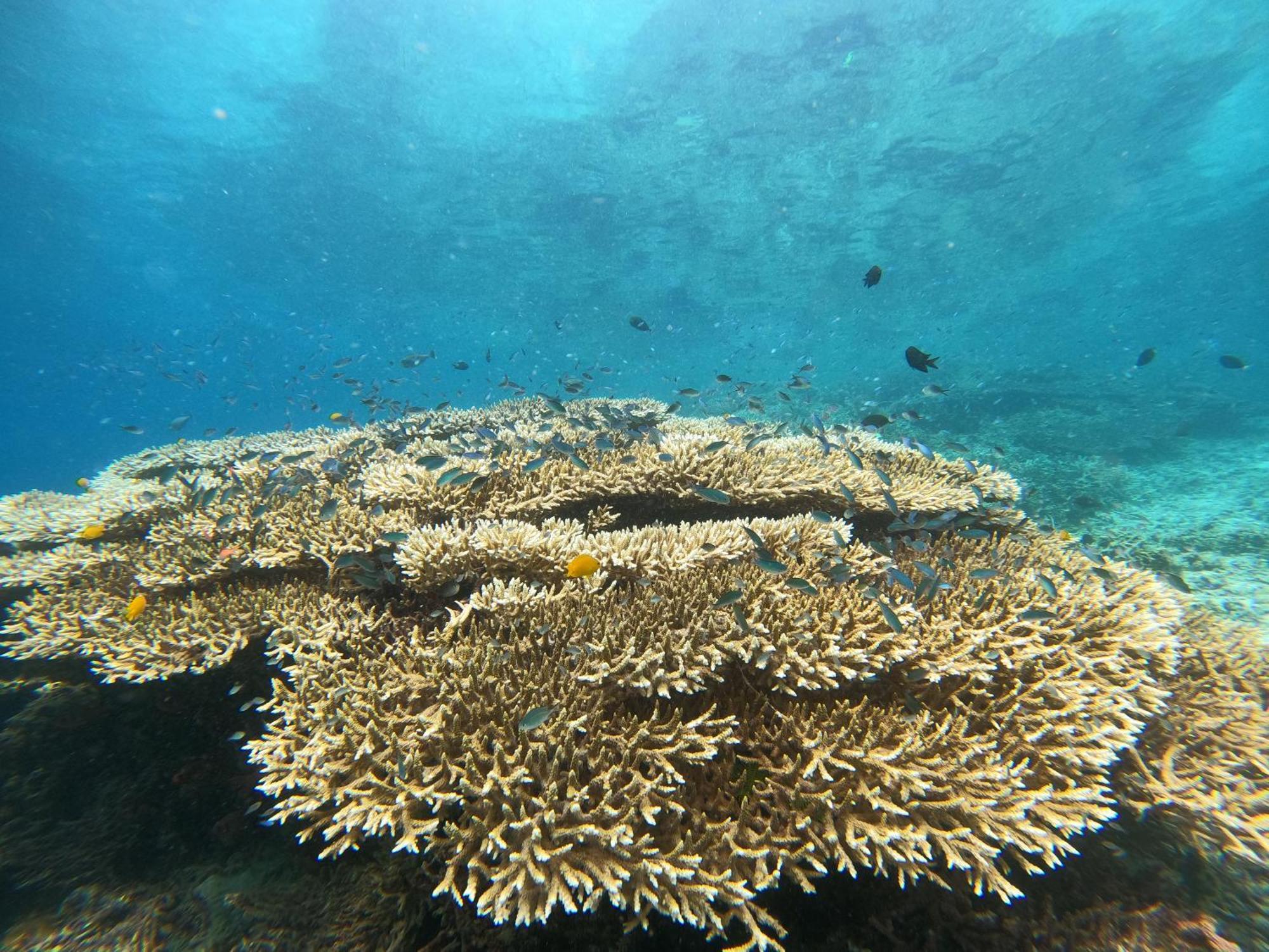 4 Sisters Divers Bunaken Kültér fotó