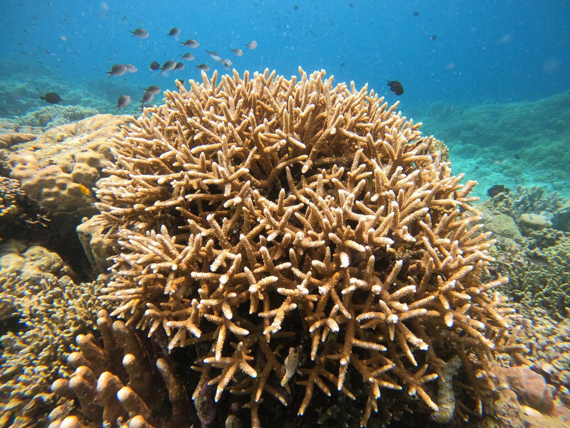 4 Sisters Divers Bunaken Kültér fotó