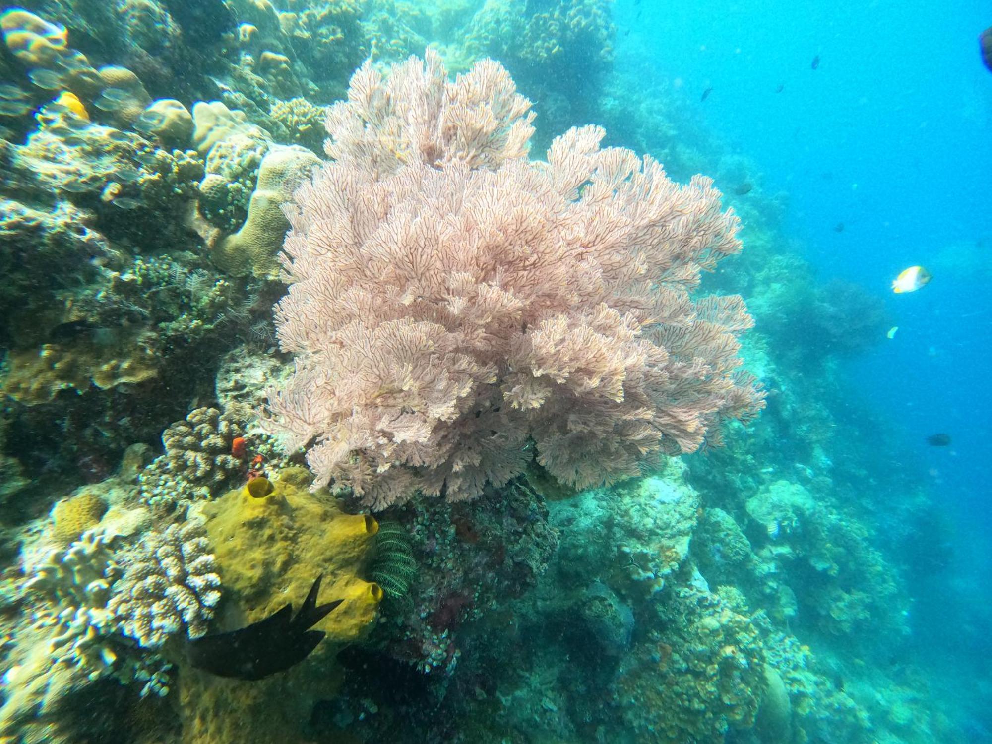 4 Sisters Divers Bunaken Kültér fotó