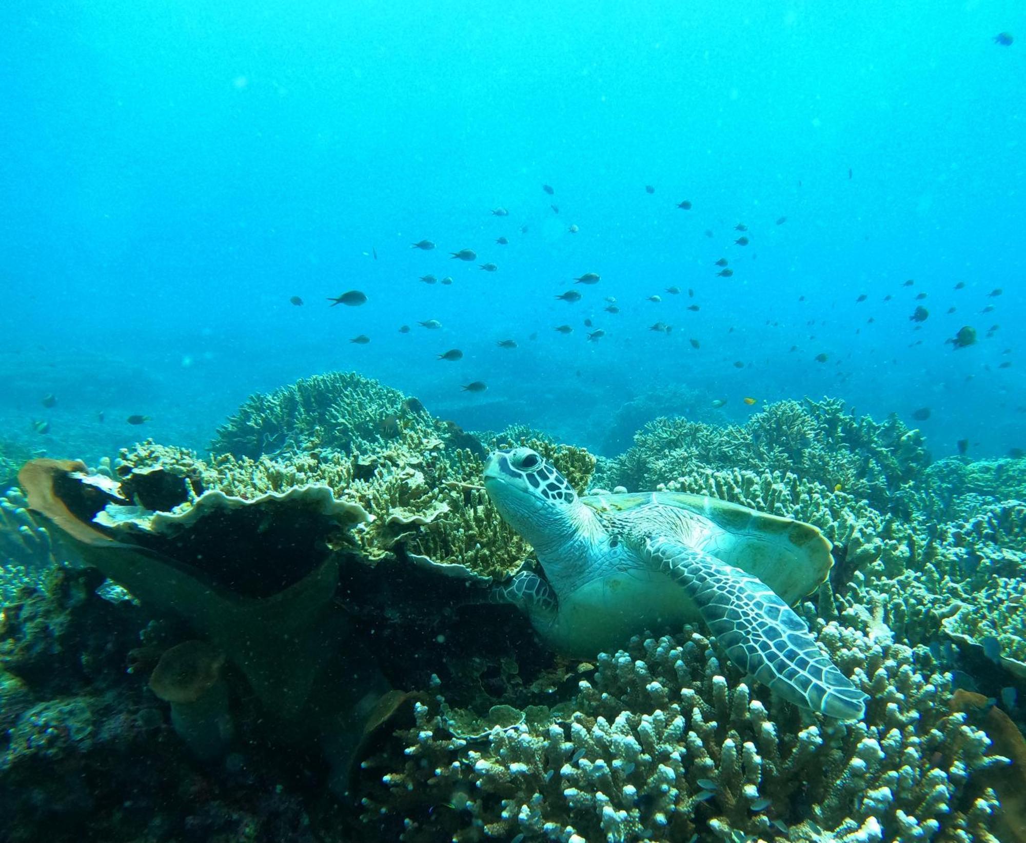 4 Sisters Divers Bunaken Kültér fotó