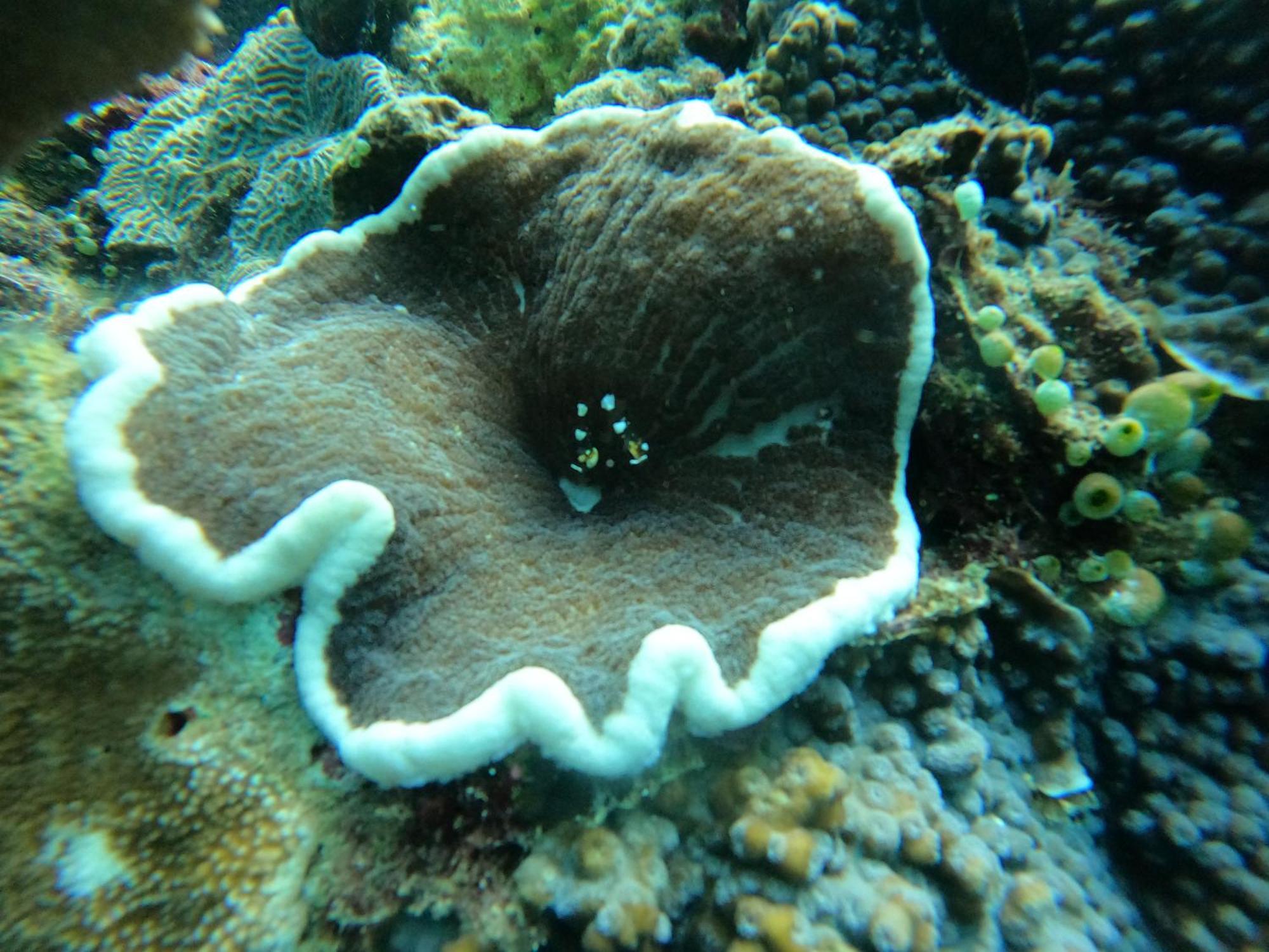 4 Sisters Divers Bunaken Kültér fotó