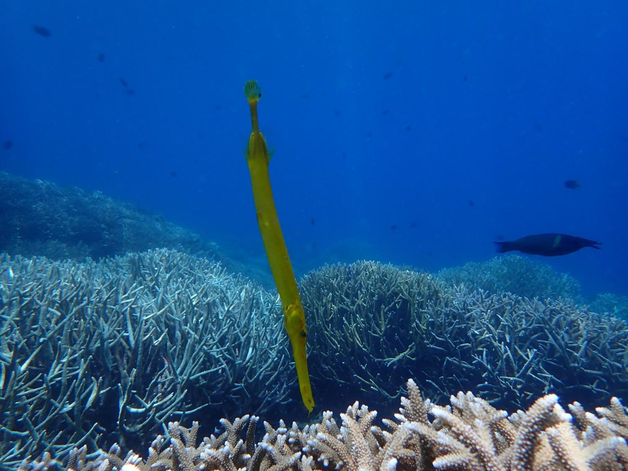 4 Sisters Divers Bunaken Kültér fotó